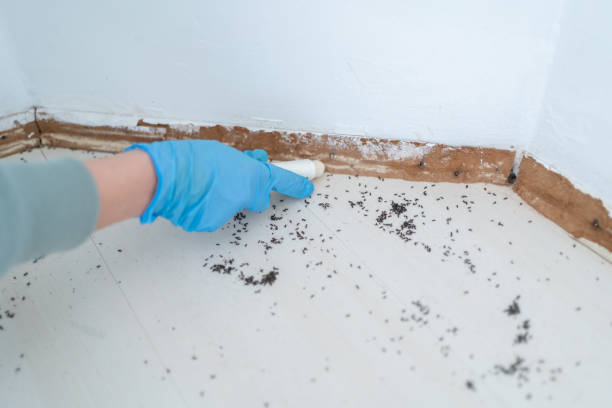 Emergency Pest Control Services in Mount Ora, OH